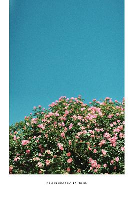 仙台有树电视剧免费观看全集高清完整版